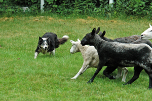 herding